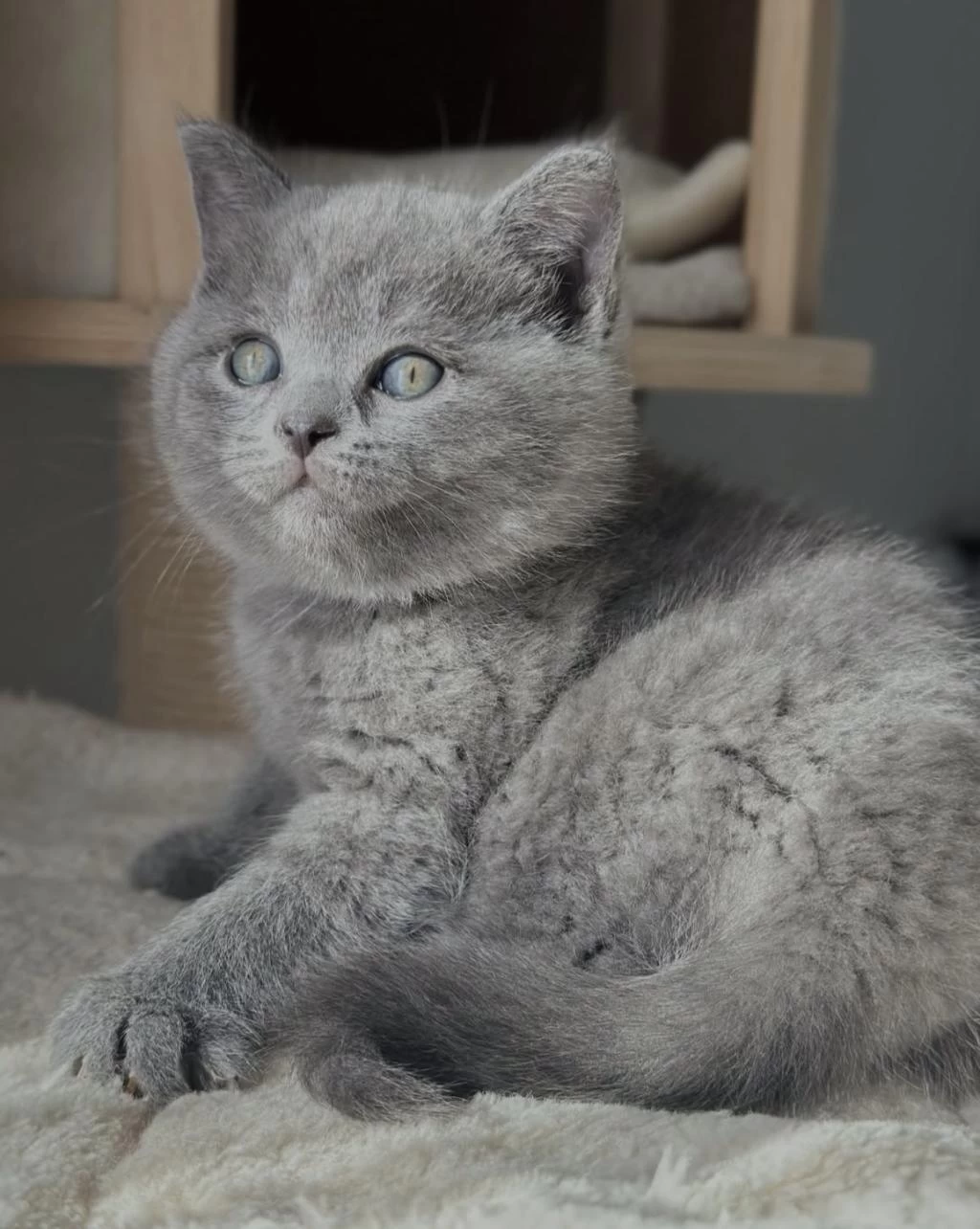 British Shorthair Gri Yavrularim