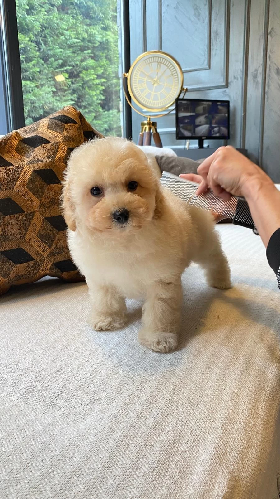 İpeksi Tüylü Neşe Küpü Maltipoo Yavruları