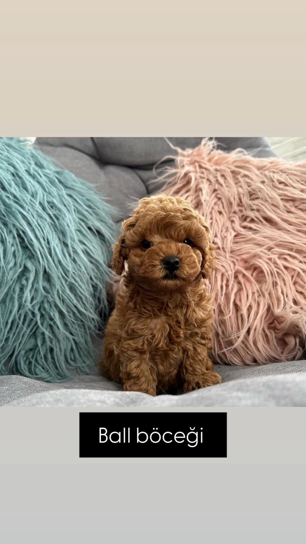 Harika Kore Toy Poodle