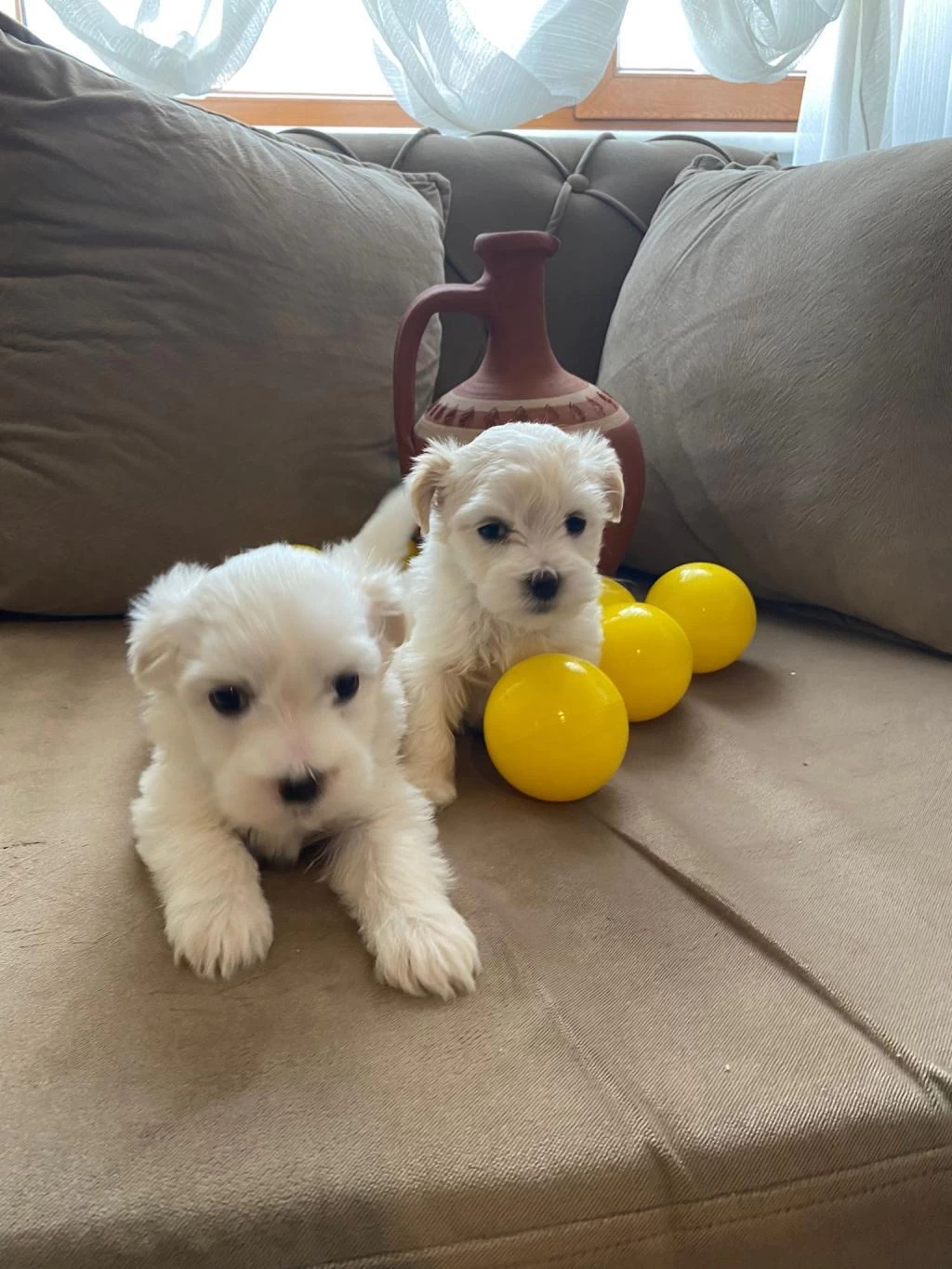 Minik Maltese Bebeklerimiz