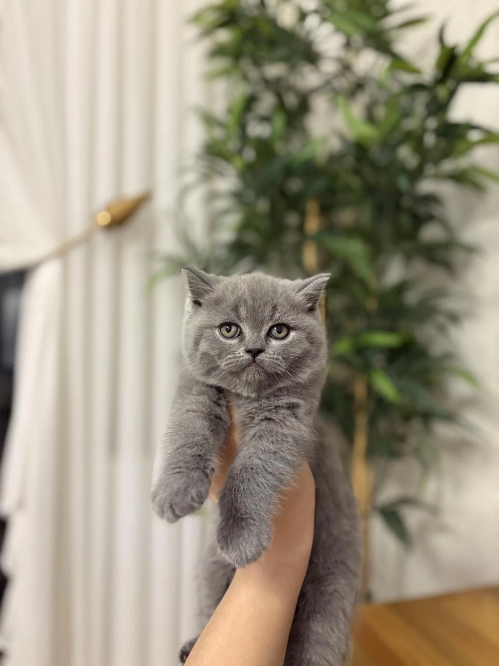British Shorthair Silver Point Yavrularim