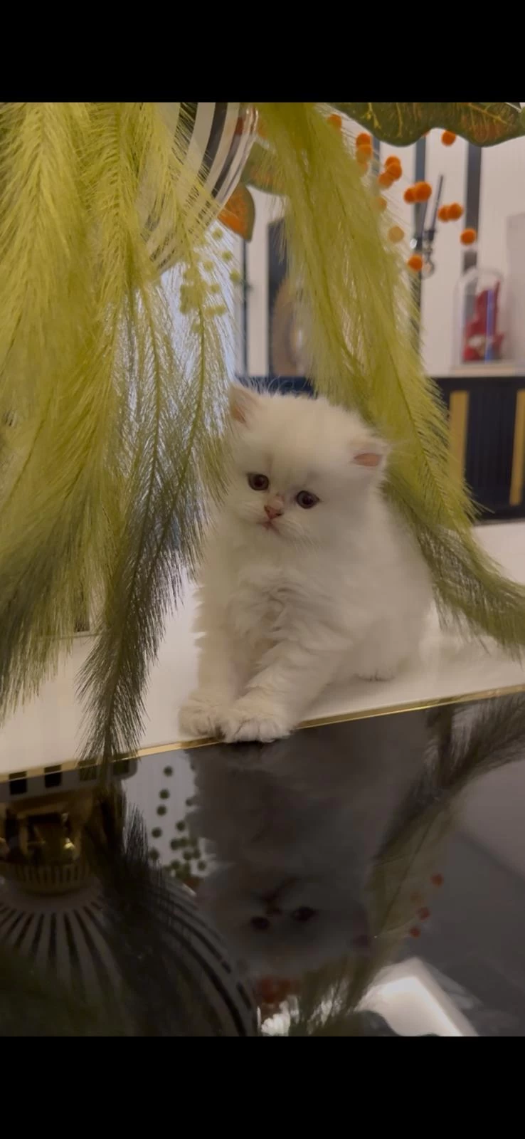 Bebek Yüz British Longhair Yavrularim