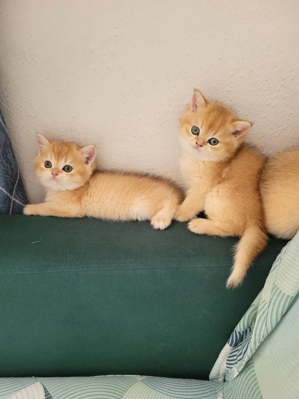 British Golden Ny 12 Ve Black Golden