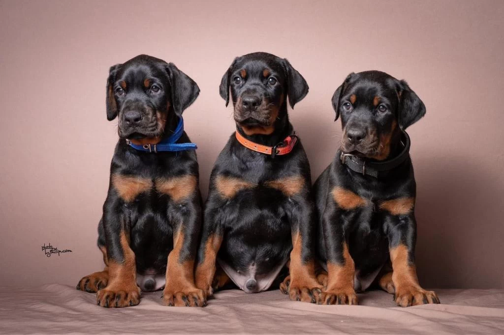Üst Kalite Doberman Bebeklerim
