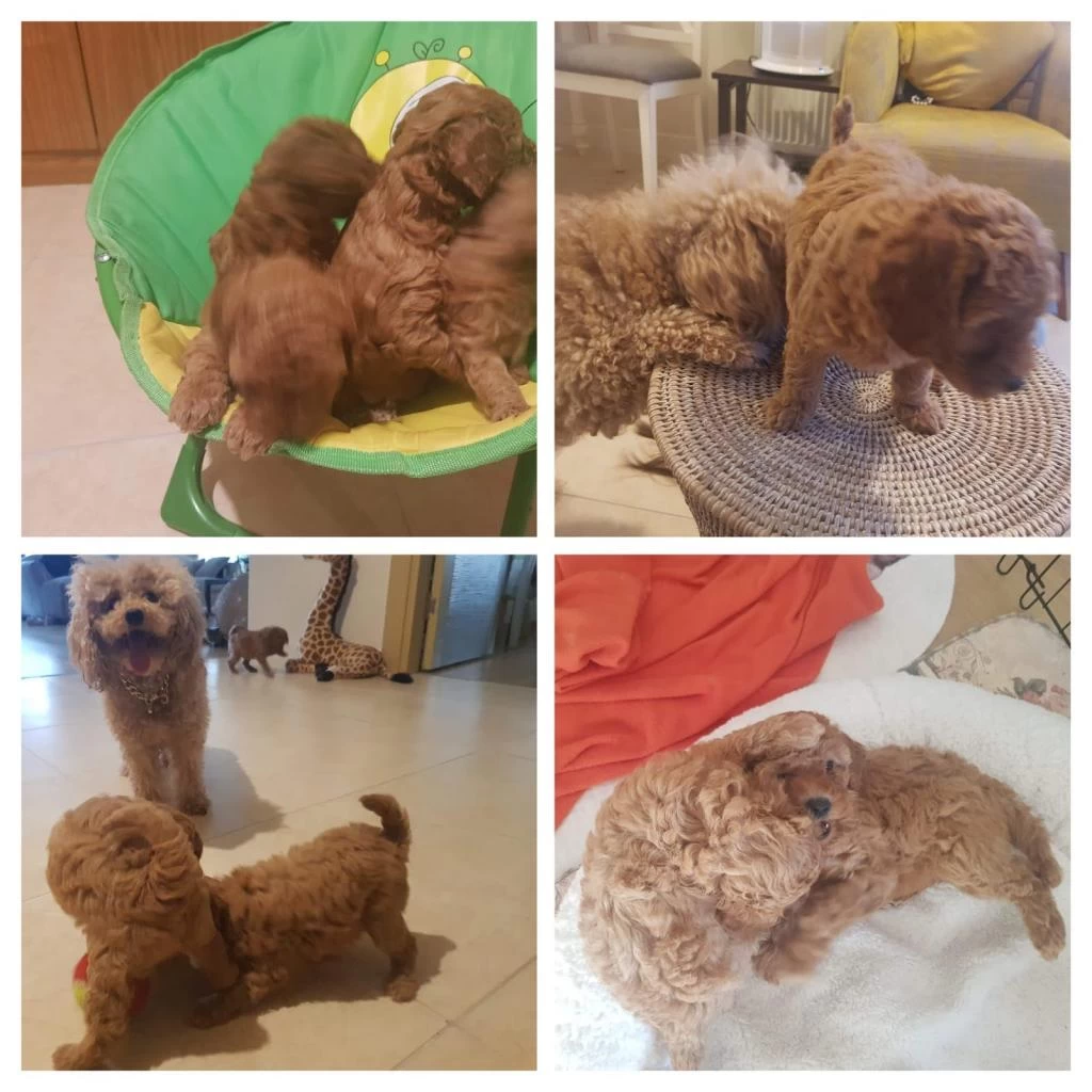 Ankaranın En Seçkin Minyatür Poodle Yavruları