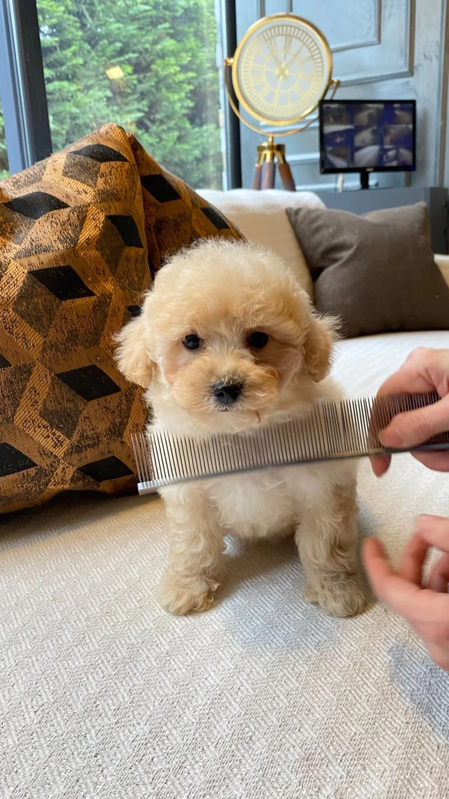 Zeki Ve Tüy Dökmeyen Karakteriyle Maltipoo Yavruları
