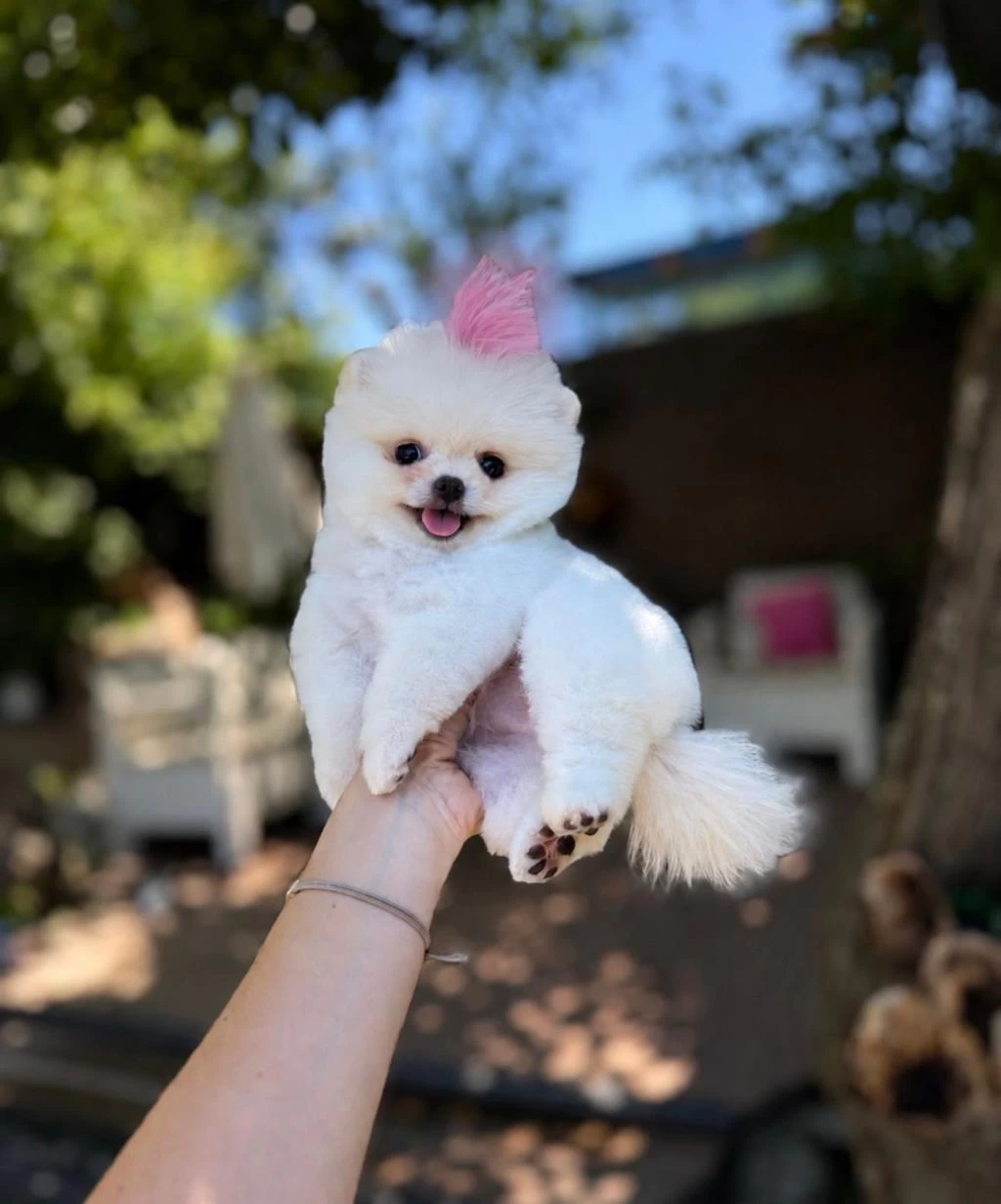 Orjinal Pomeranian Boo