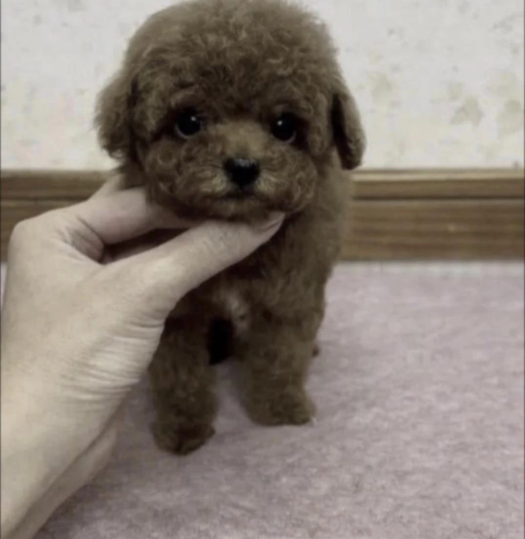 Sağlıklı Toy Poodle Köpekler