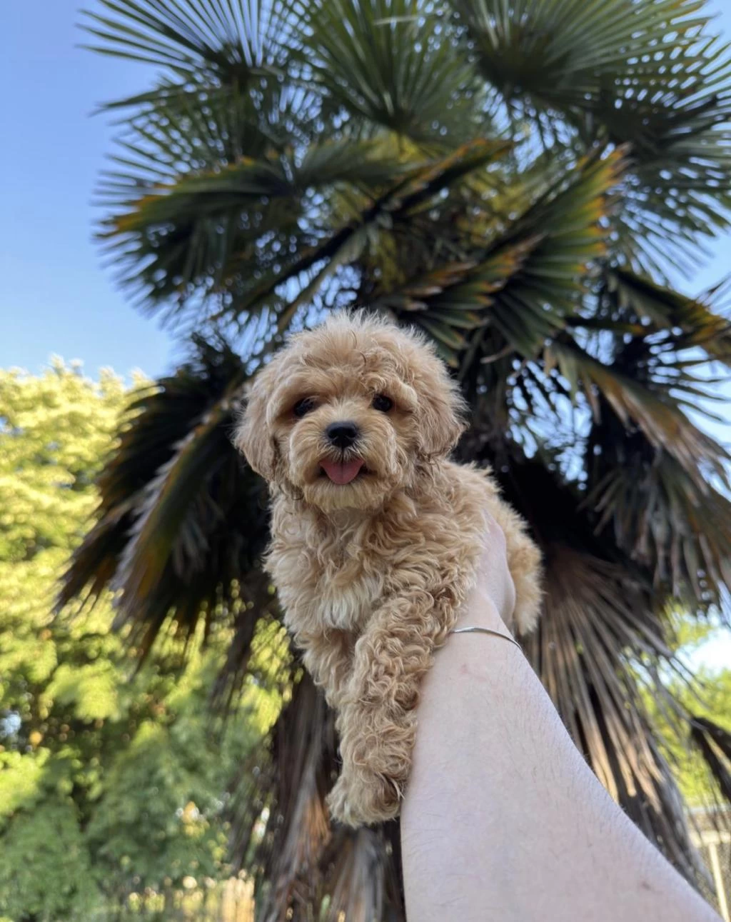Sağlıklı Maltipoo Bebekleri