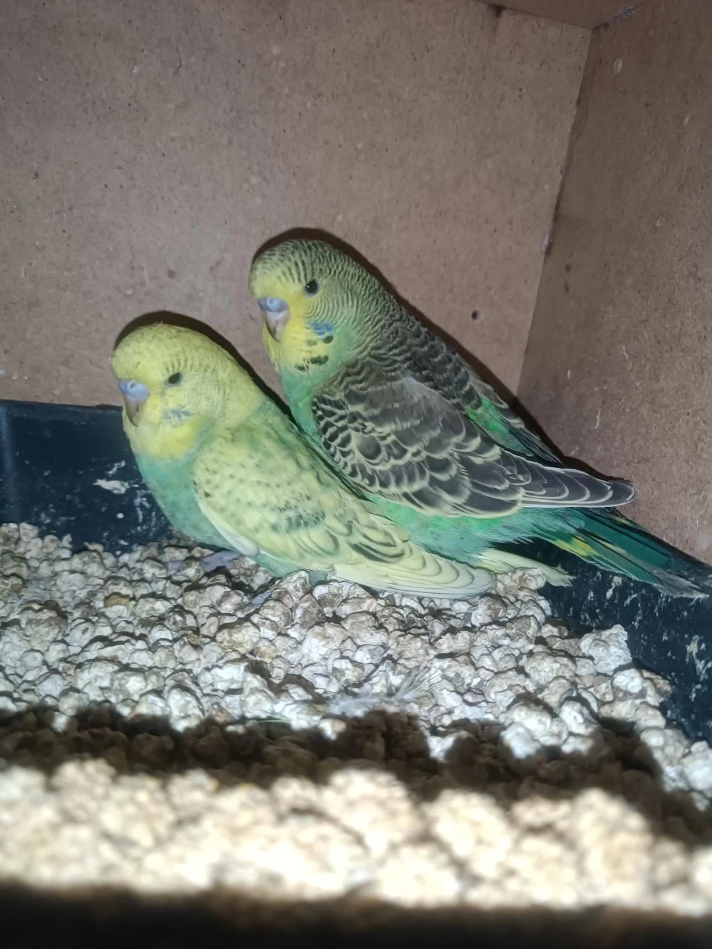 Jumbo Muhabbet Kuşu Yavrular