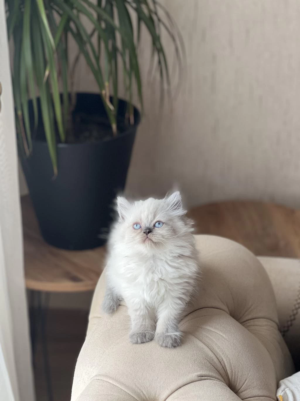 Sevimli Surat British Longhair Blue Point Yavrum