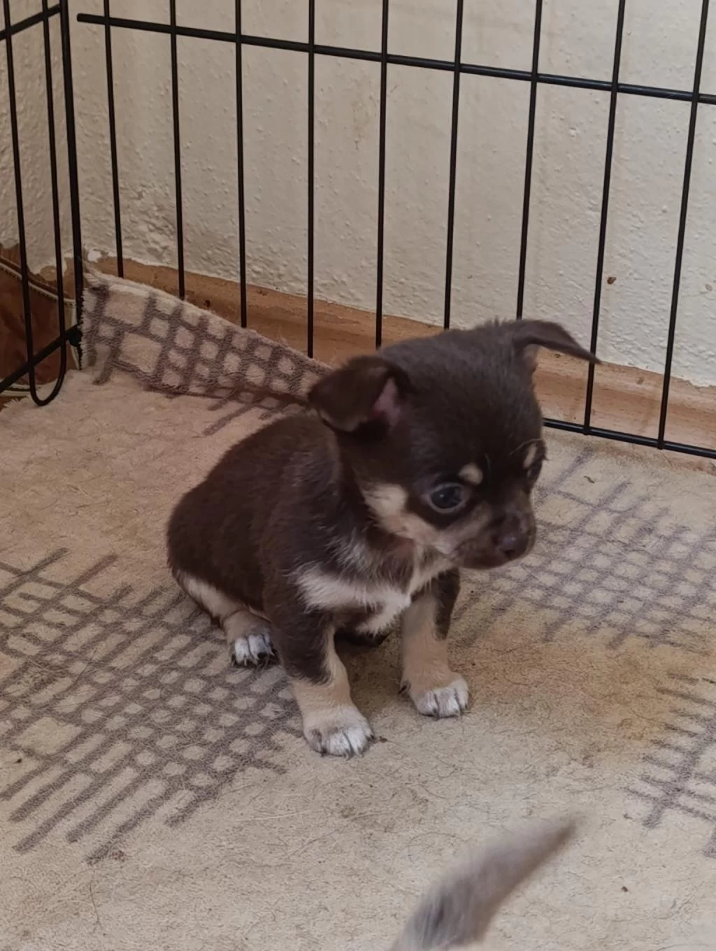 Mini Chihuahua ( Şivava ) Yavrularımız