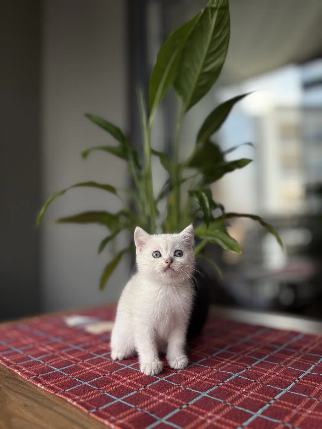 British Shorthair Silver Yavrularim