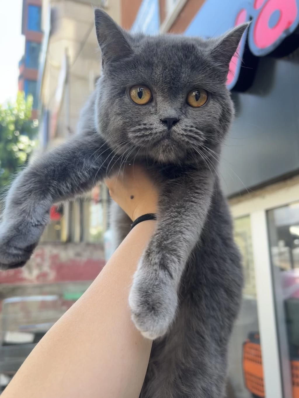 British Shorthair Dişi 4 Aylık Mamaya Sahiplendirilecek