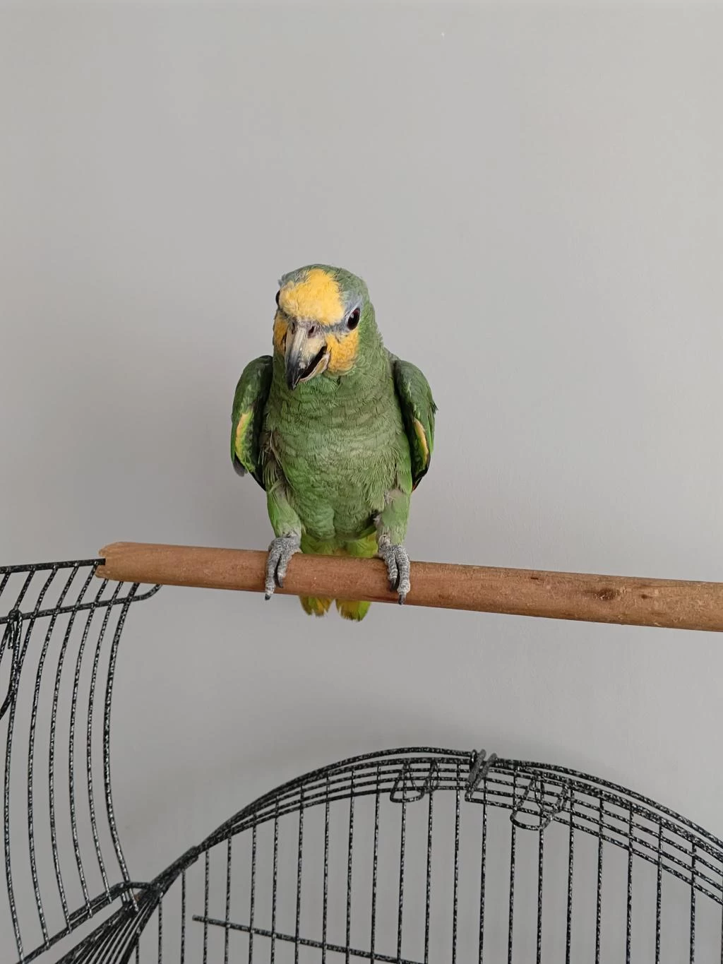 Yavru Amazon Papağanı Sarı Alın