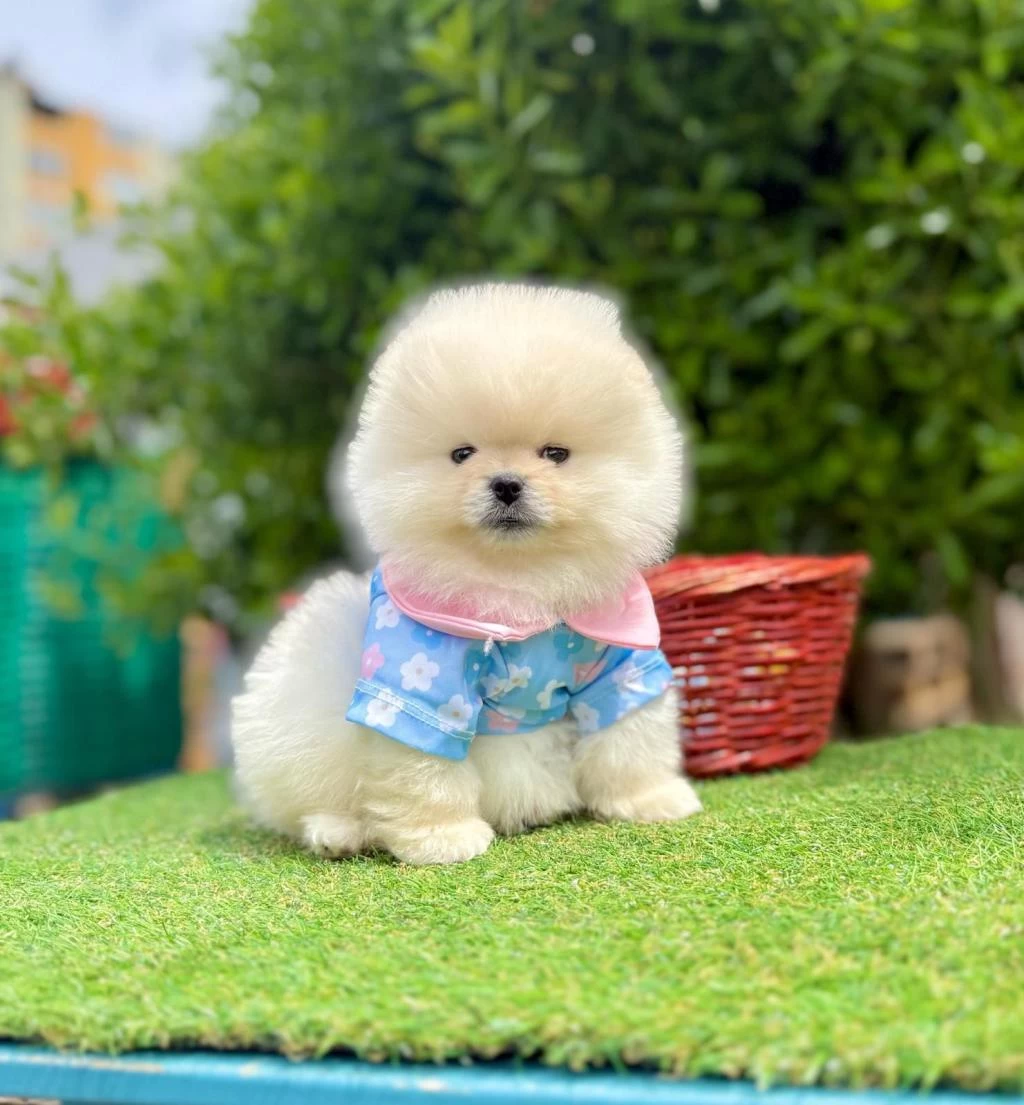 Safkan Pomeranian Boo Yavrularımız