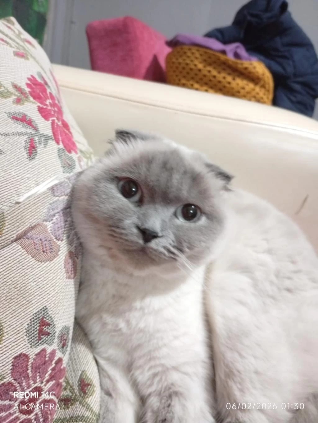 Scottish Fold Blue Point Sahiplendirme