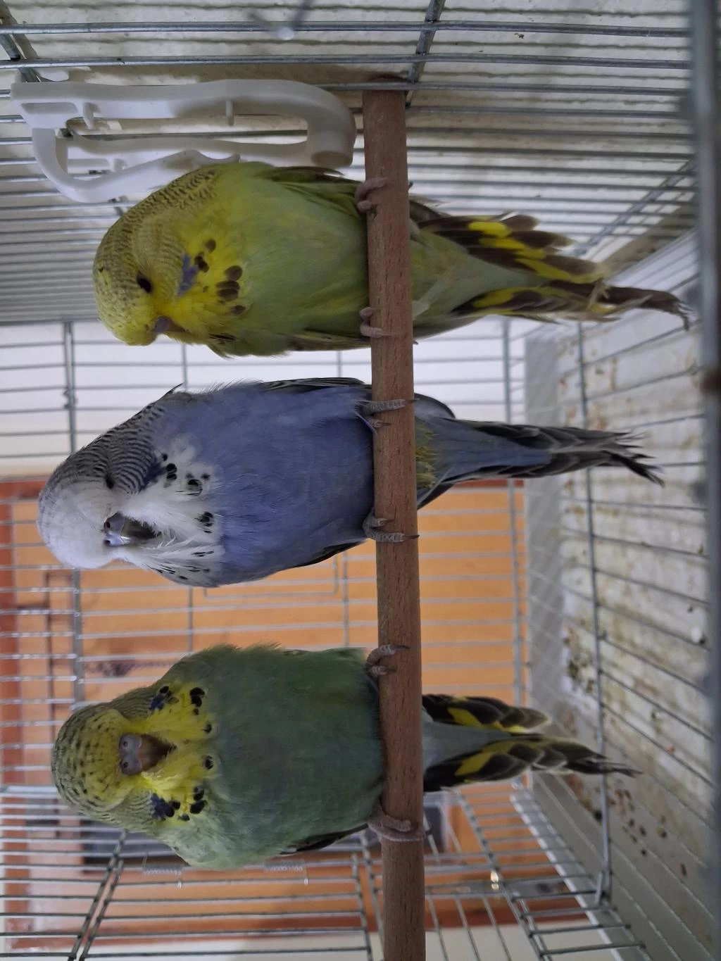 Yavru Show Jumbo Muhabbet Kuşları