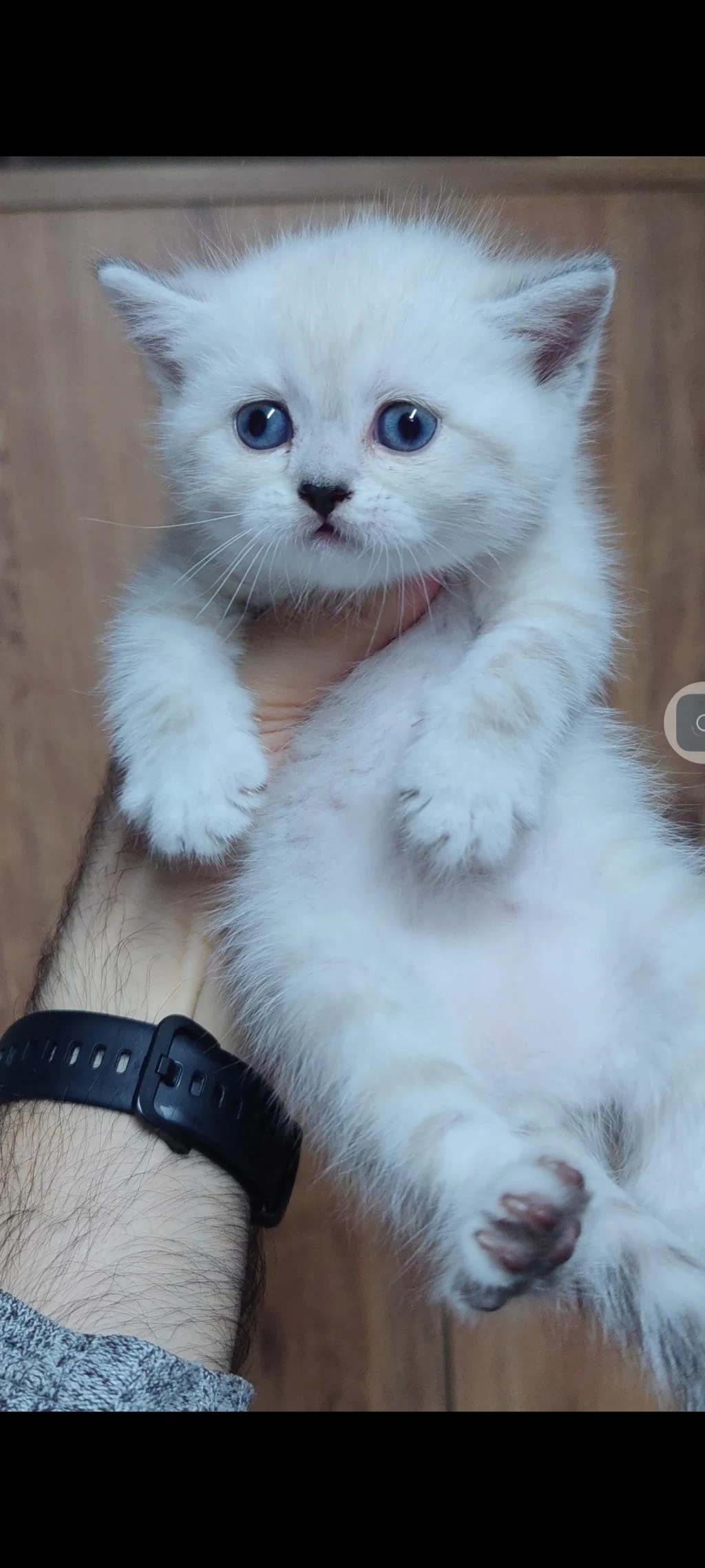 British Shorthair Kedisi