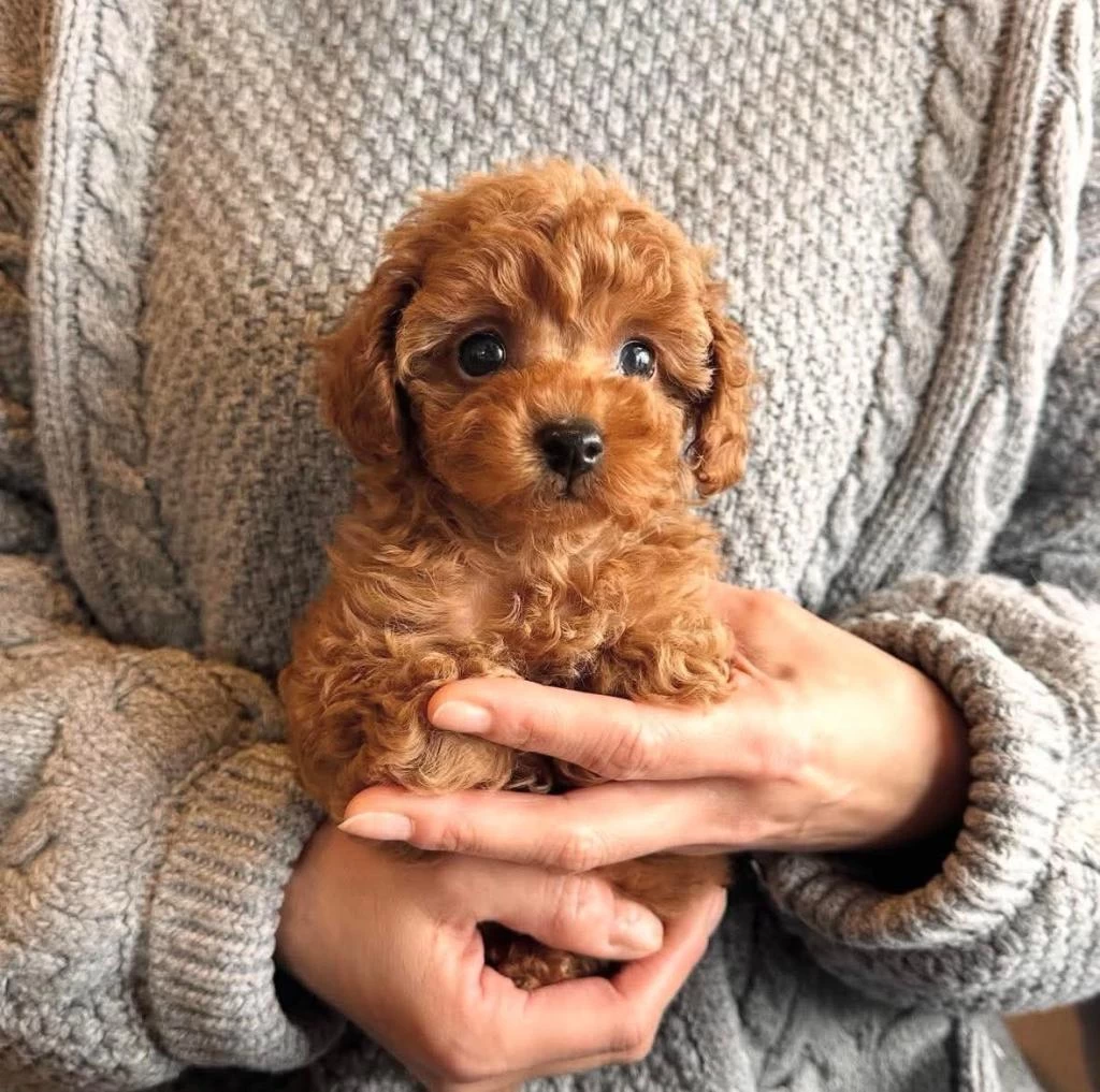 Toy Poodle İrk Garantili Yavrular