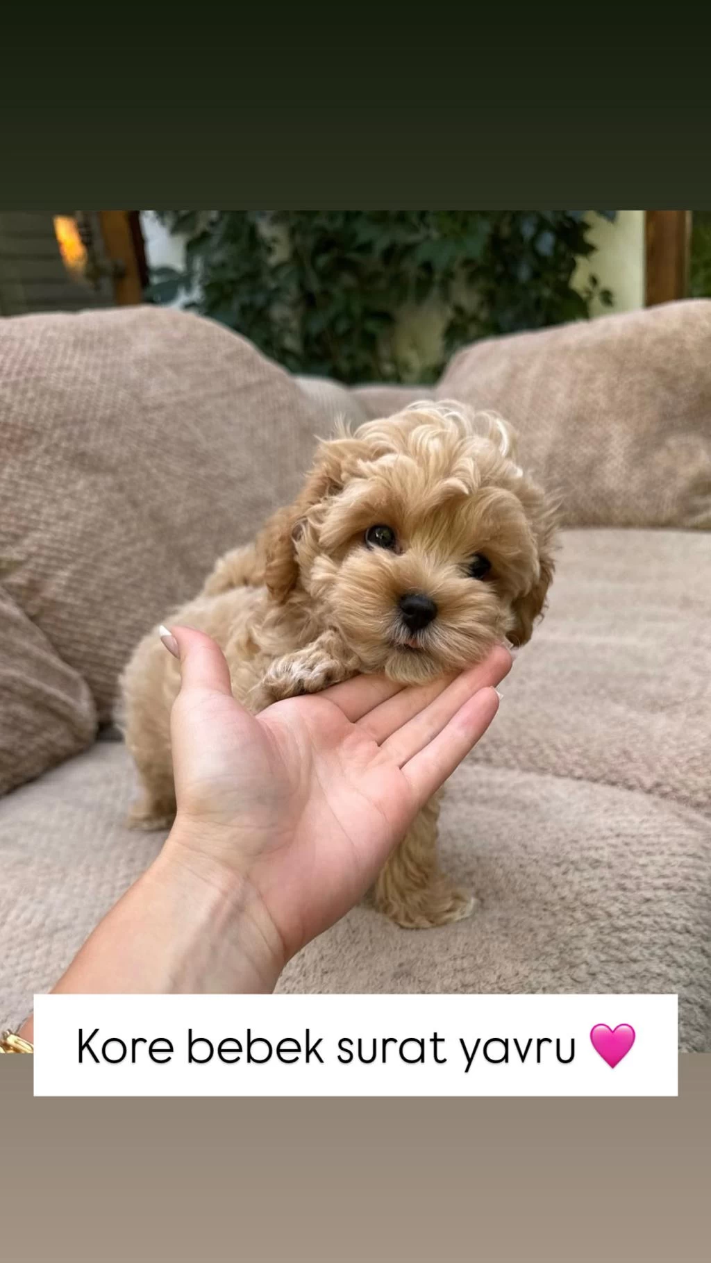Kore Maltipoo Köpeklerimiz