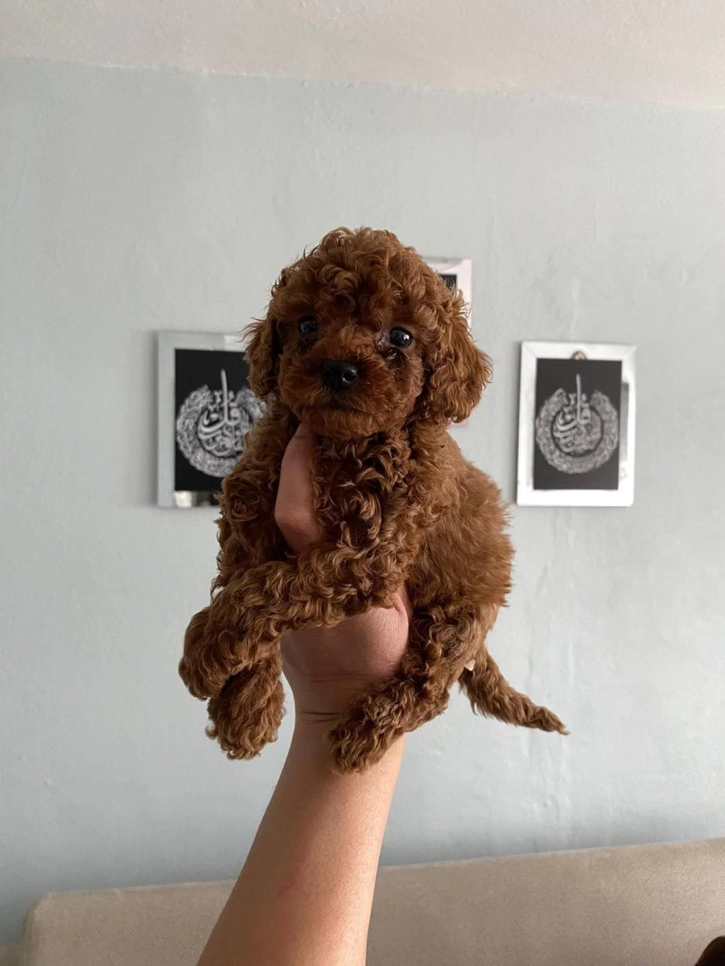 Toy Poodle Yavrular Orijinal