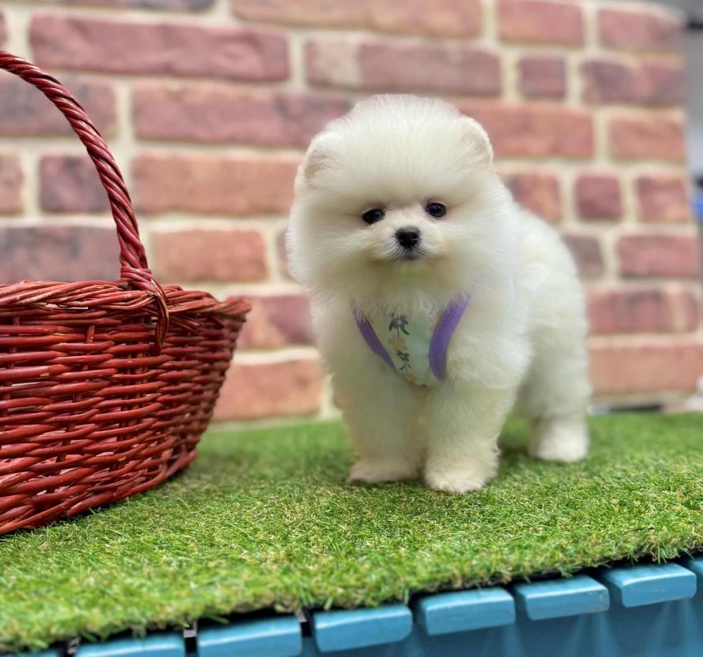 Safkan Pomeranian Boo Yavrularımız