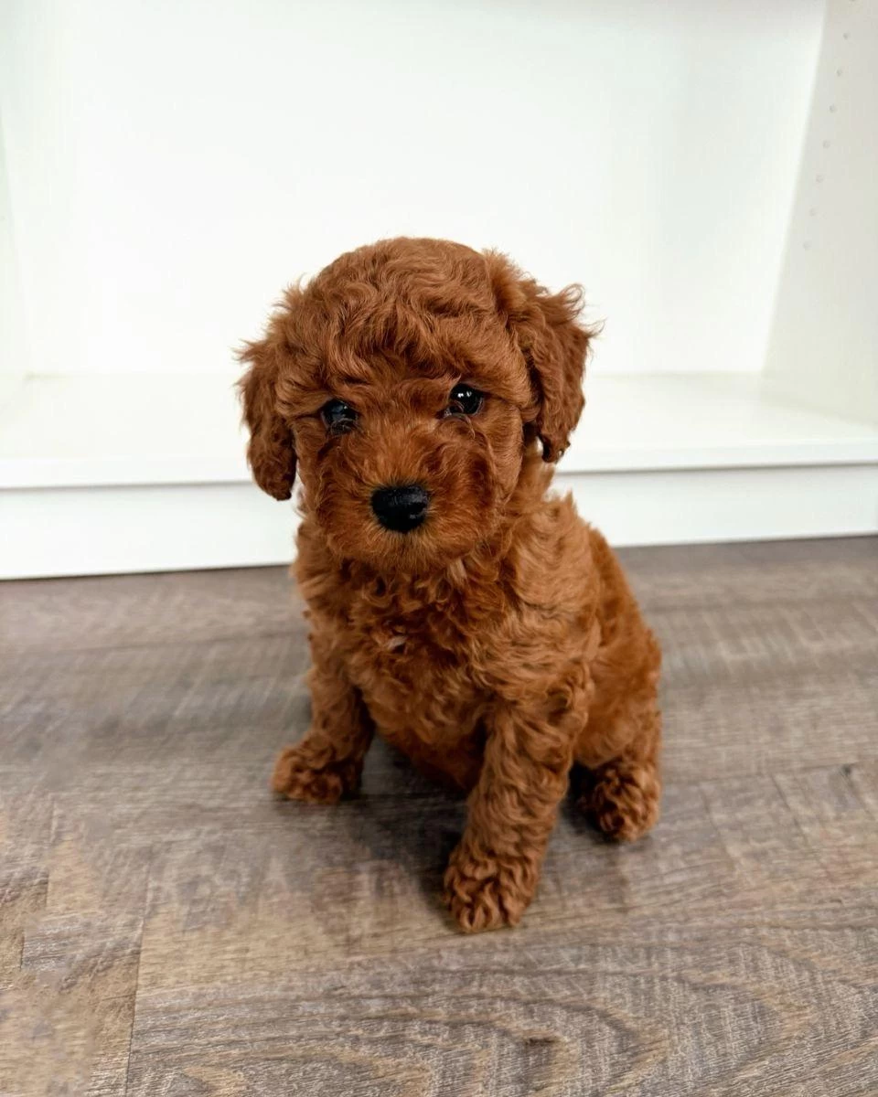 Toy Poodle Tadında Maltipoo Yavrumuz