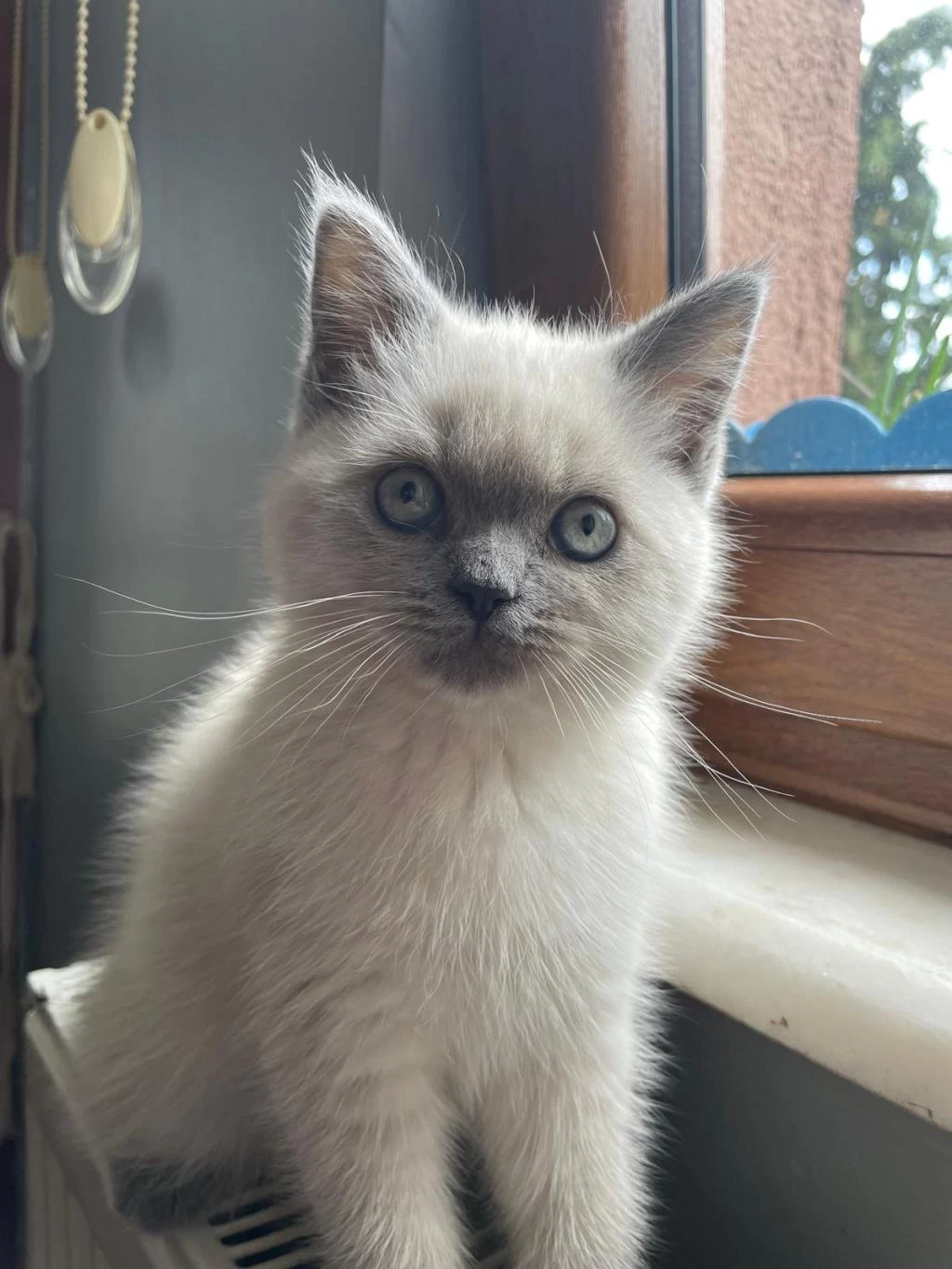 Son Kalan Erkek Yavru British Shorthair