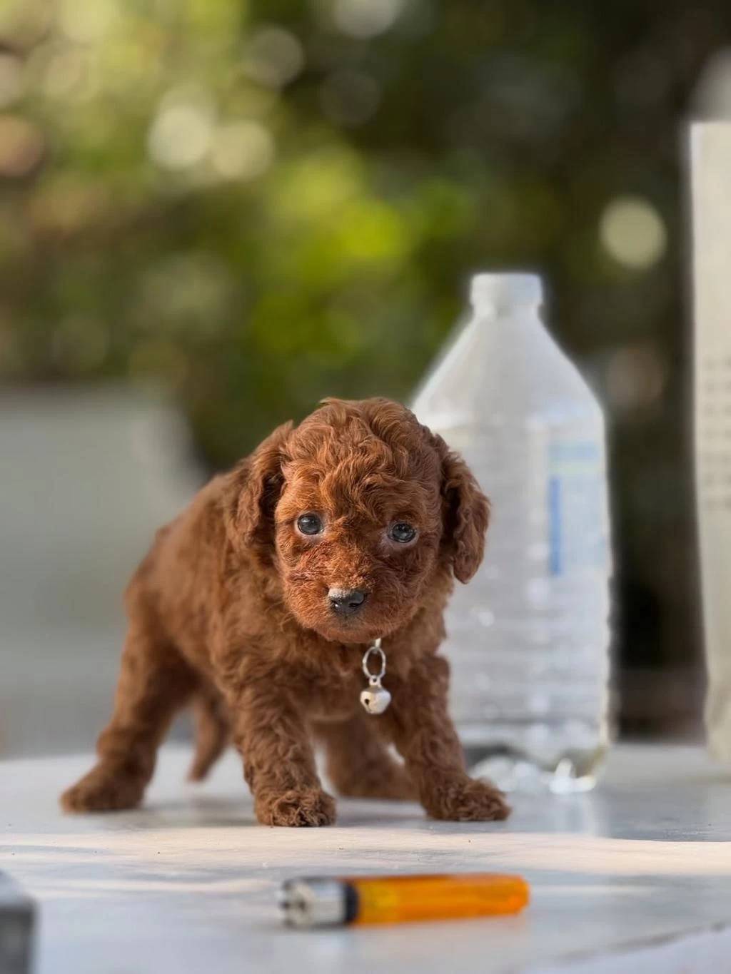 Teacup Korea Poodle Saglik Ve Kg Garantili Wc Egitimli