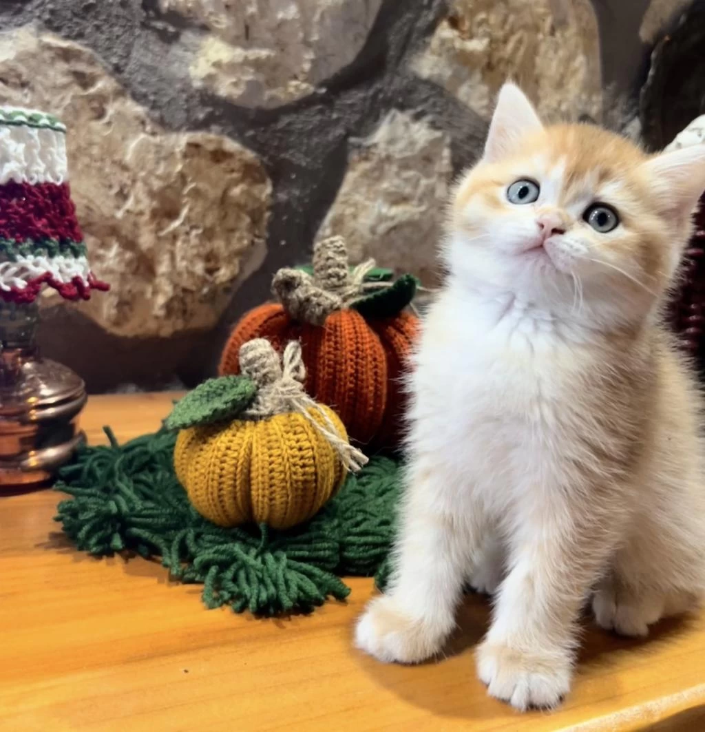 Saf Kan Golden British Shorthair Yavrular (wcf Kayıtlı)