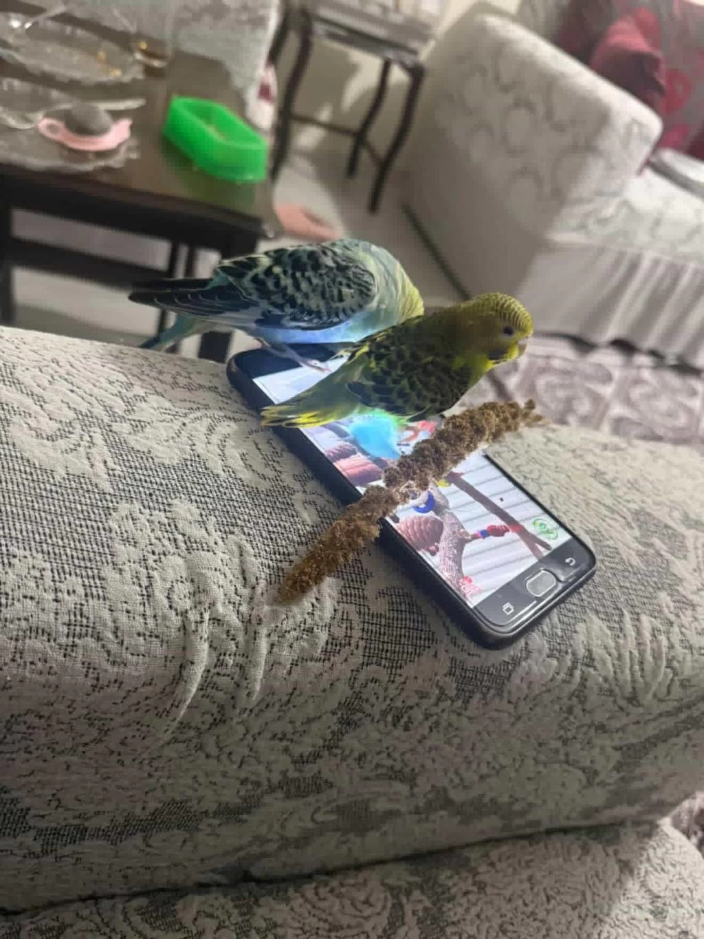 Çift Muhabbet Kuşumuz