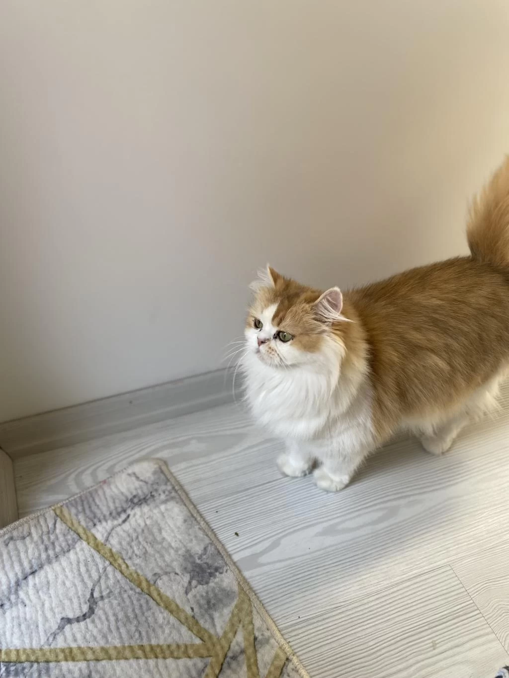 Muhteşem Güzellikte British Longhair