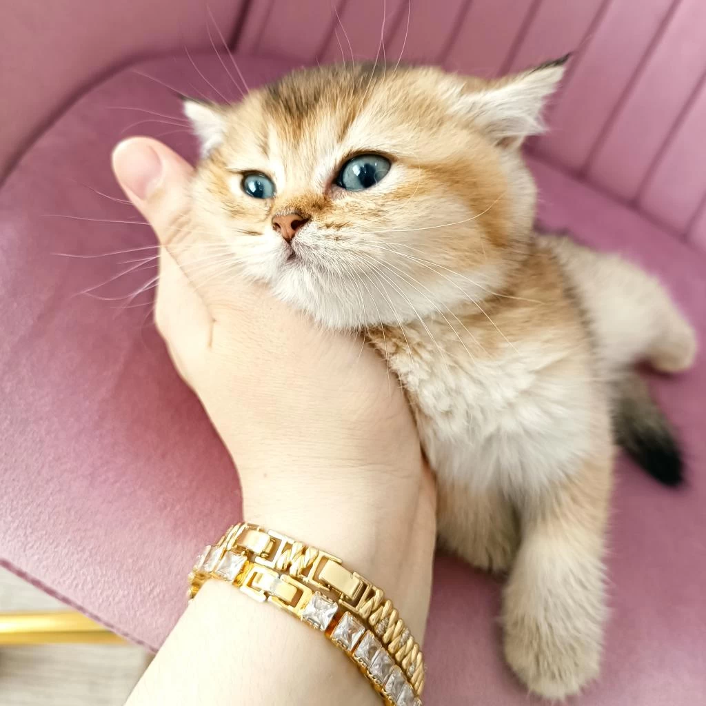 British Shorthair Yavrular Teslime Hazır
