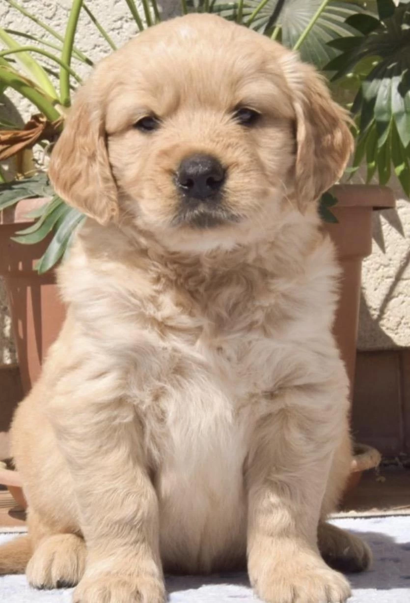 Golden Retriever Köpeğimiz Safkan