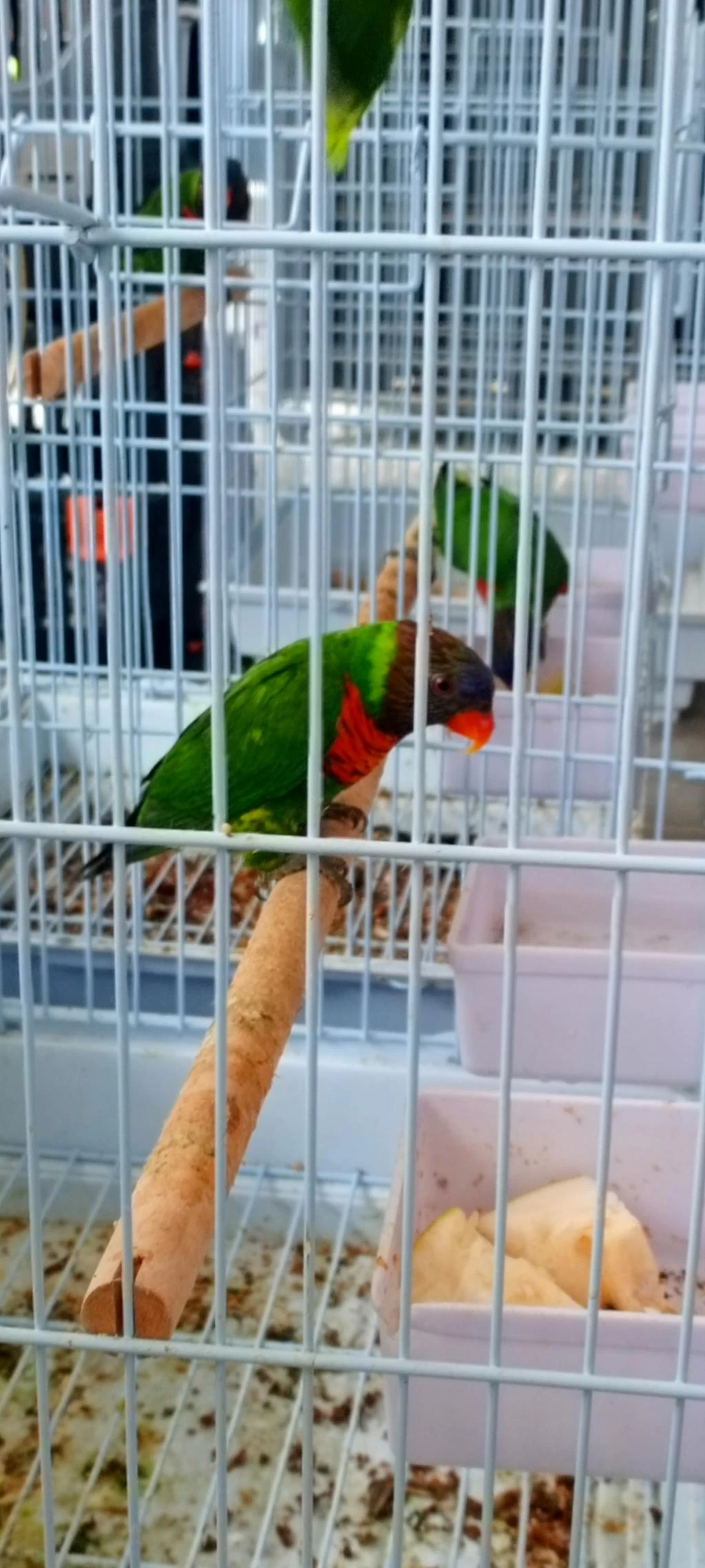 Lori Papağanı Dişili Erkekli