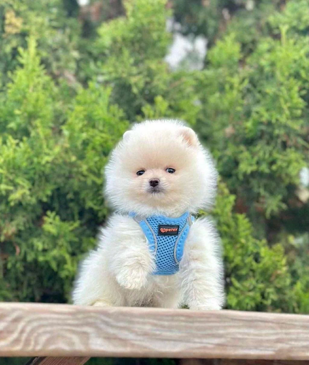 Safkan Pomeranian Boo Bebekler
