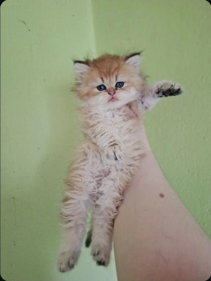 British Longhair Kedisi