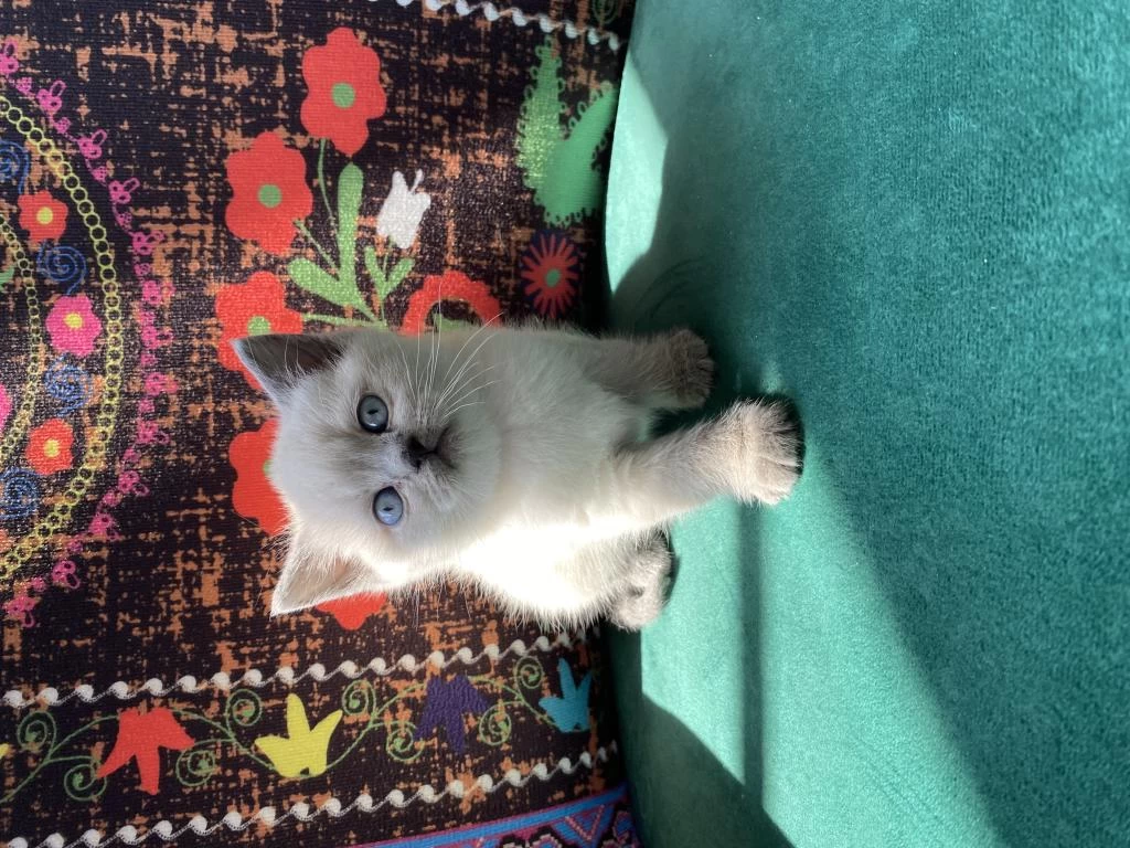 Safkan Blue Point Yavru British Shorthair Kedisi