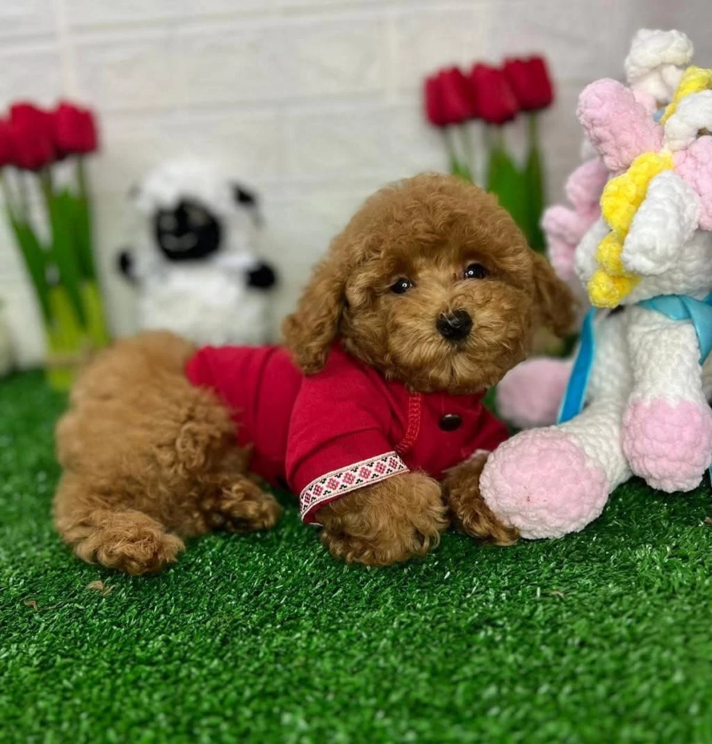 Ruhsatli Köpek Çiftliğinden Toypoodle Yavrularımız