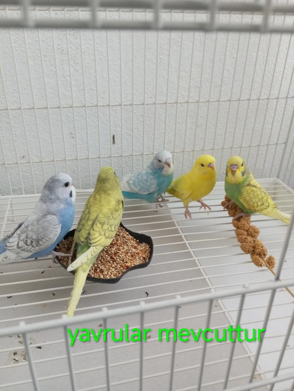 Yavru Takım Yetişkin Erkek Dişi Muhabbet Kuşu