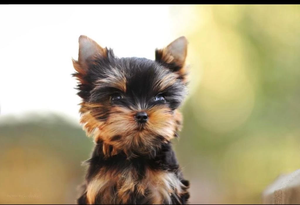 Wc Eğitimli Pasaportlu Tea Cup Yorkshire Terrier