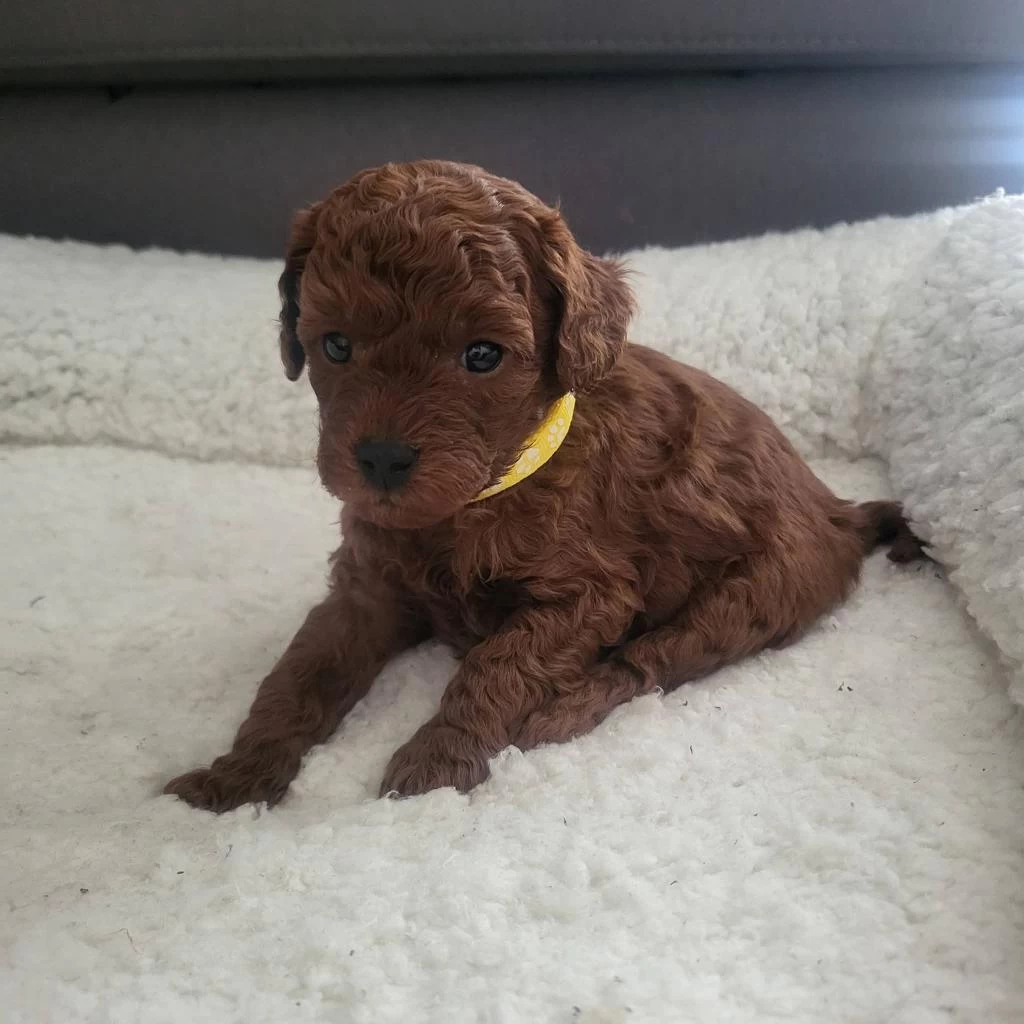 Toy Poodle Köpeklerimiz