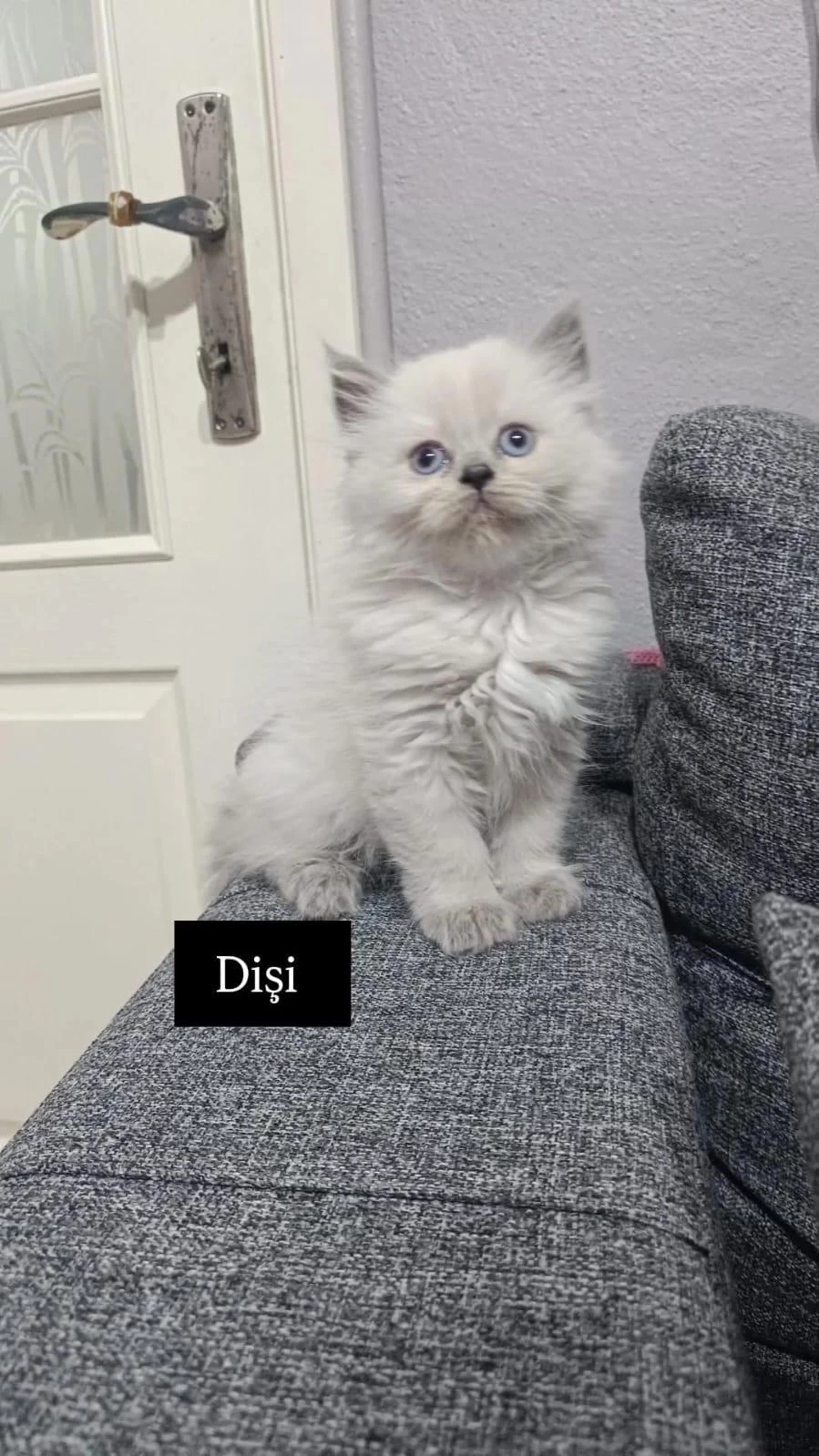 British Longhair Yavrularim