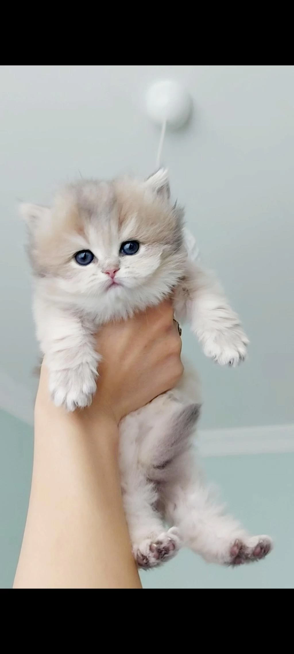 Safkan Şecereli Anne Babadan British Longhair Prenses