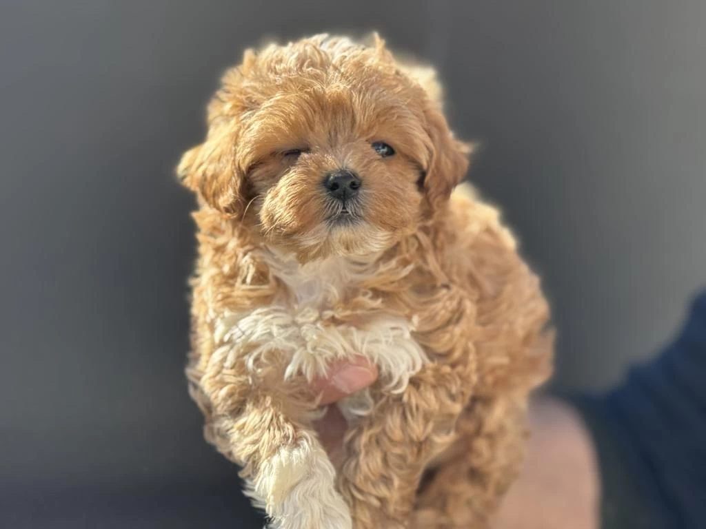 Petmode Köpek Çiftliğinde Ziyarete Açık Maltipoo