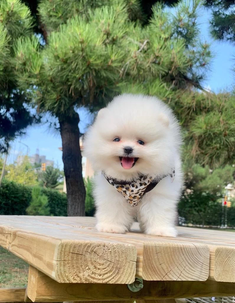 Safkan Pomeranian Boo Bebekler
