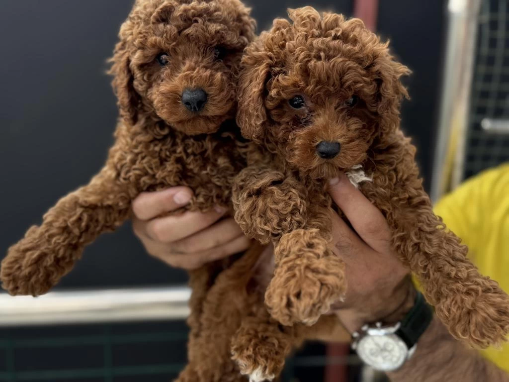 Ankarada Ziyarete Açık Kore Toy Poodle Yavrularımız