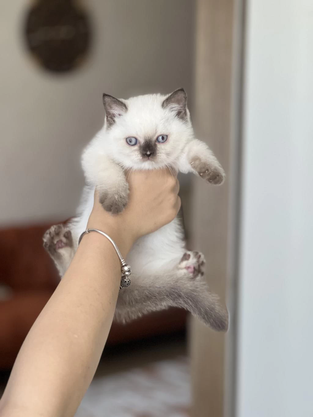 Güzel Surat British Shorthair Red Point