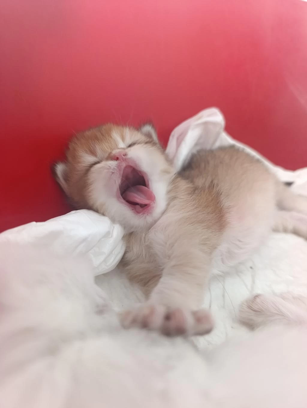 Güzel Golden Bebek Kediler